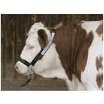 Tökumúll fyrir nautgripi, grænn