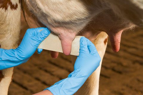 15660.jpg Spenaplástur - Image 1