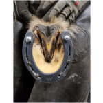 Skeifa, Mustad, vetrar