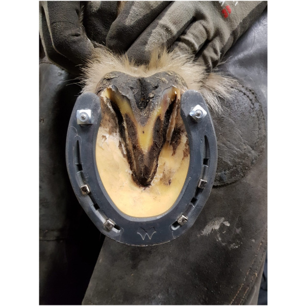 Skeifa, Mustad, vetrar