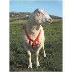 Hrútabelti fyrir krít, MatingMark