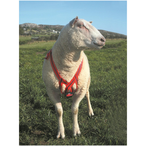 Hrútabelti fyrir krít, MatingMark