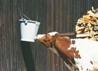 70034.jpg Kálfafata með 1 túttu - Image 1