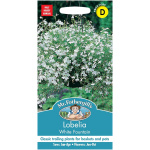 Lobelia/Brúðarauga, White Fountains