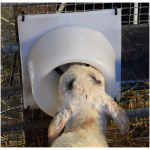 Heatwave, túttuvörn