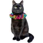 Birds be safe, hálskragi, kisu