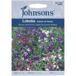 Lobelia/Brúðarauga, String of Pearls