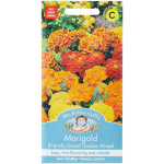 Flauelsblóm, Marigold (Fr) Dwarf Dbl Mix