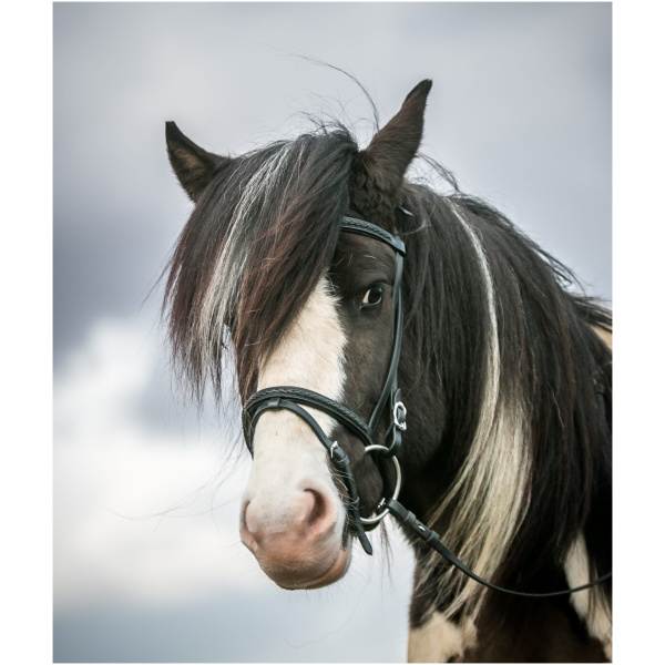 Höfuðleður, Softline, svart fléttað #