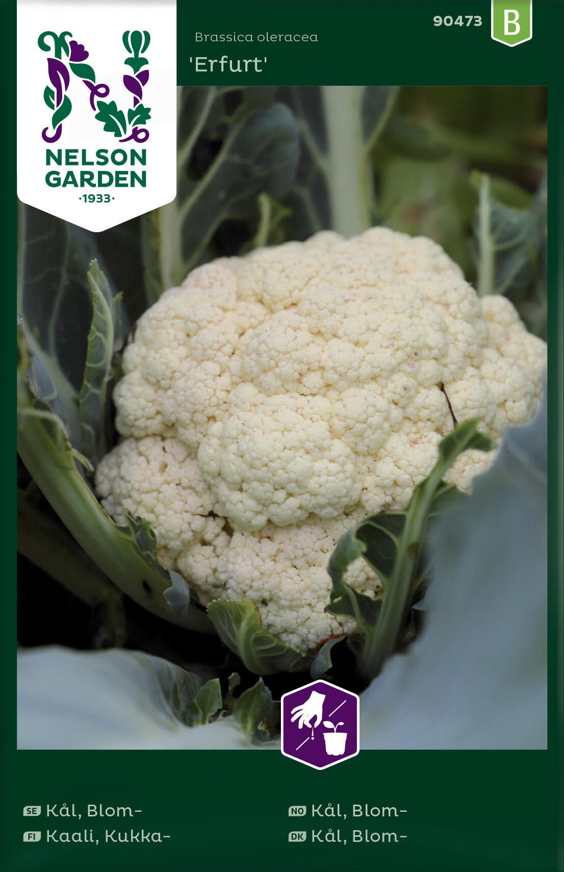 ng90473a.jpg Blómkál, B - Image 1