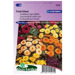 Morgunfrú, Fiesta Gitana Dwarf Double