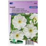 Tóbakshorn, Petunia Comp.Snowball